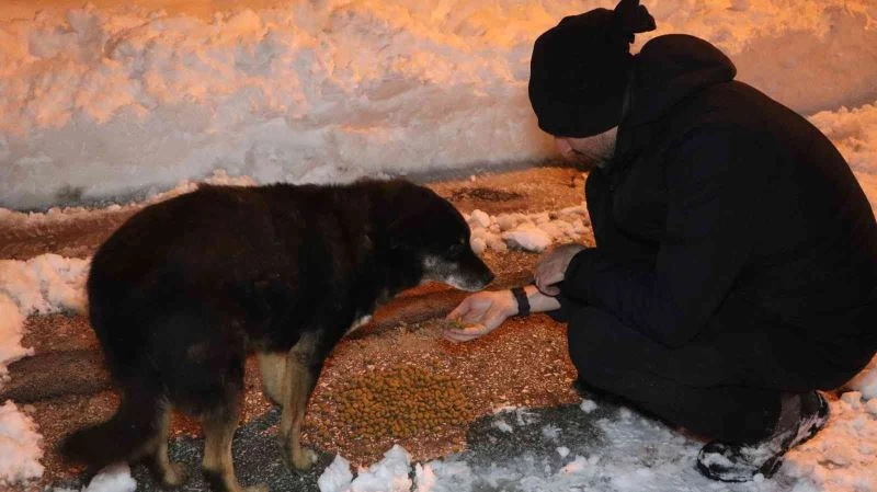 Her gün 200 kilogram mama bırakılıyor
