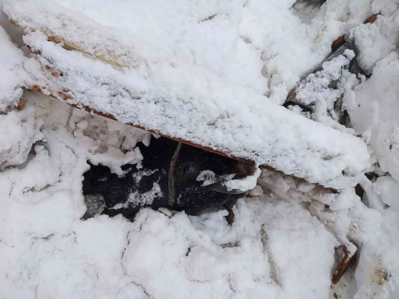 Salıpazarı’nda ahır çökmesi sonucu hayvanlar telef oldu
