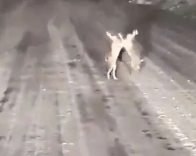 Karla kaplı yolda tavşanların kavgası gülümsetti
