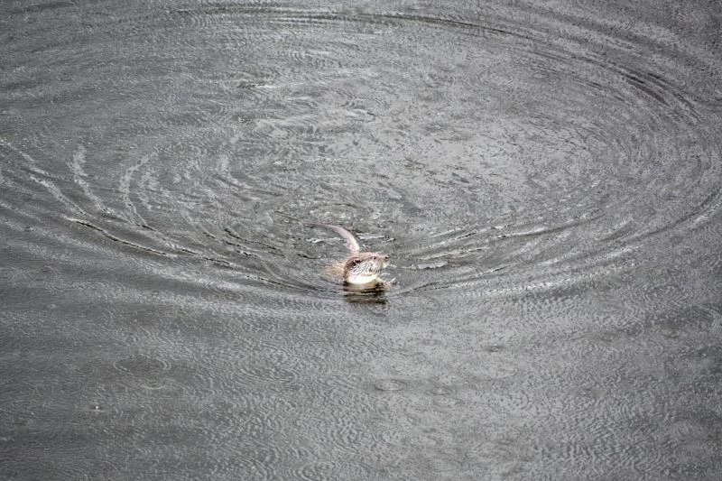 Akarçay’da görülen su samuru şaşkınlığa sebep oldu
