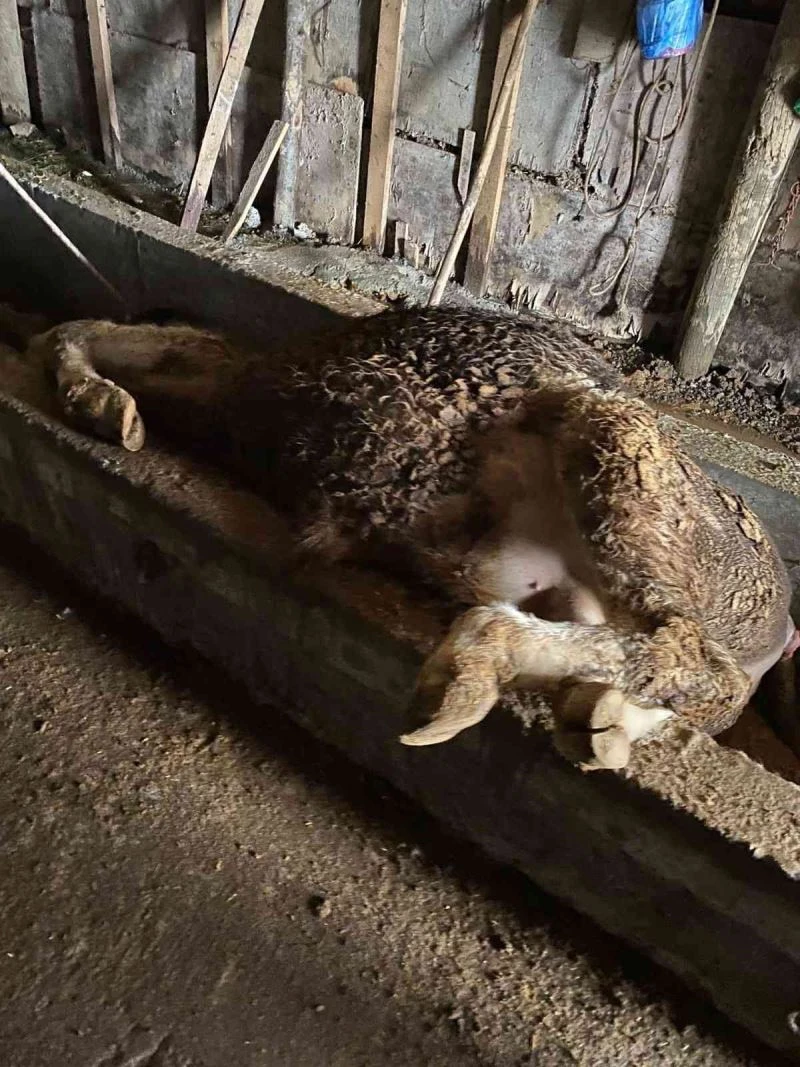 Yem yediği behniye sırt üstü düştü
