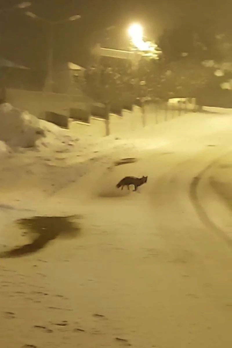 Bursa’da aç kalan tilkiler yemek aramak için şehir merkezine indi
