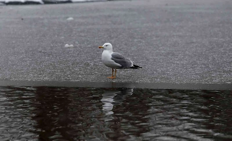 (Özel) Yazın dolup taşan Botanik Park, kar yağınca hayvanlara kaldı
