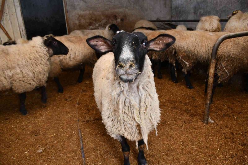 Artvin’de desteklenen yerel ırk koyunlar kuzulamaya başladı
