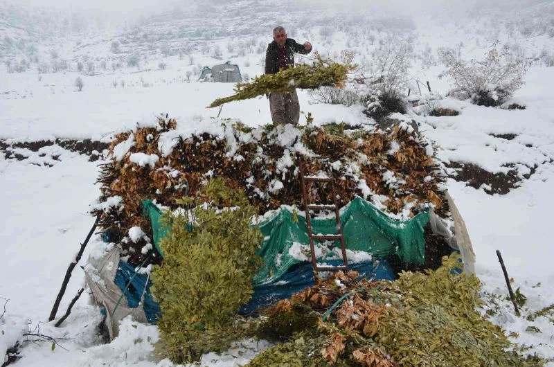 Meşe yapraklarının kış yolculuğu
