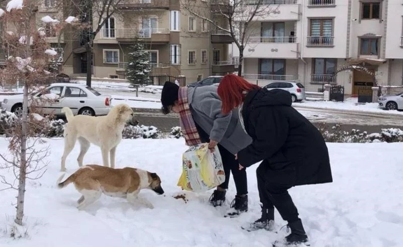 NEVÜ öğrencileri yeni doğum yapan köpeğe ve yavrularına sahip çıktı
