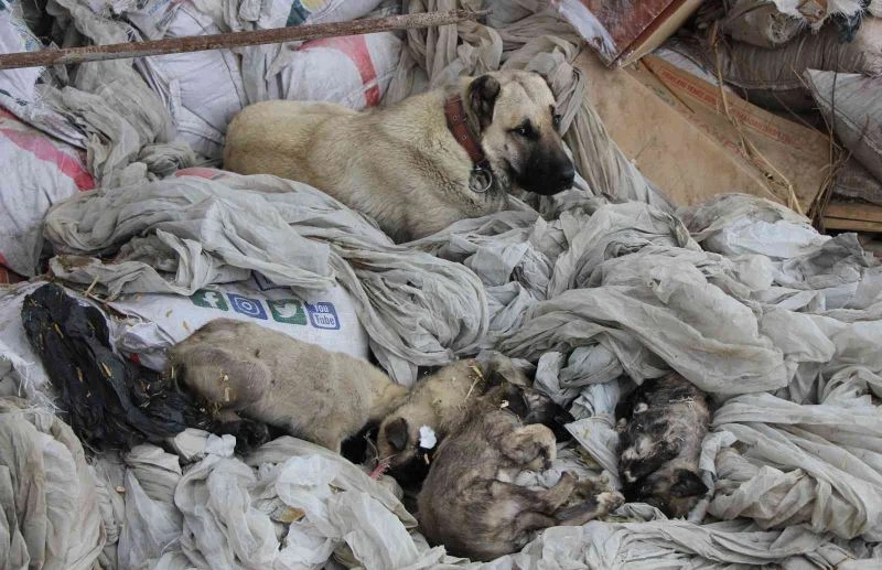 ‘Prenses’in evlat acısı
