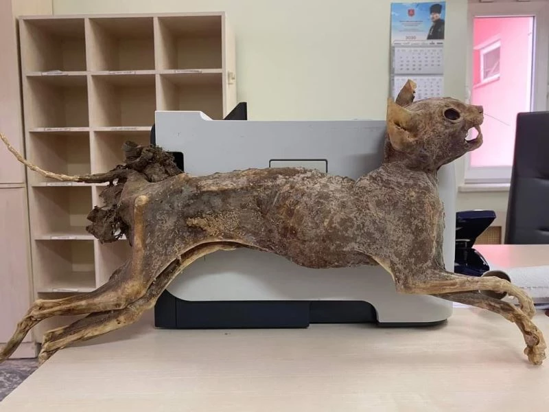 Cami tadilatında 80 yıllık hayvan cesedi bulundu
