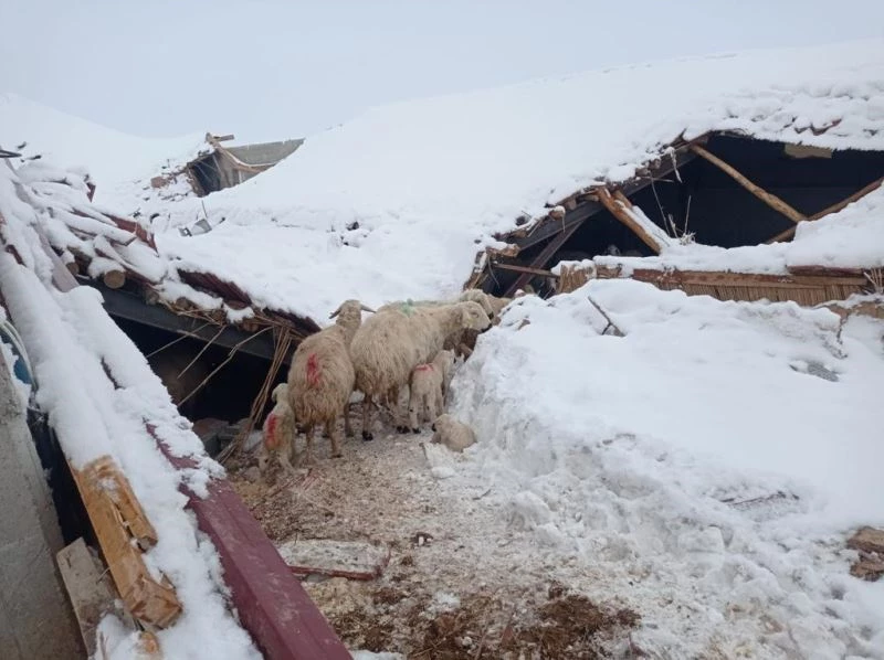 Konya’da çöken ağılda 70 küçükbaş hayvan telef oldu
