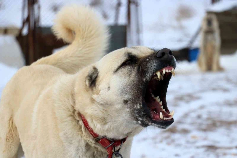 Uzmanı anlattı, Kangallar kurtlardan bir adım önde
