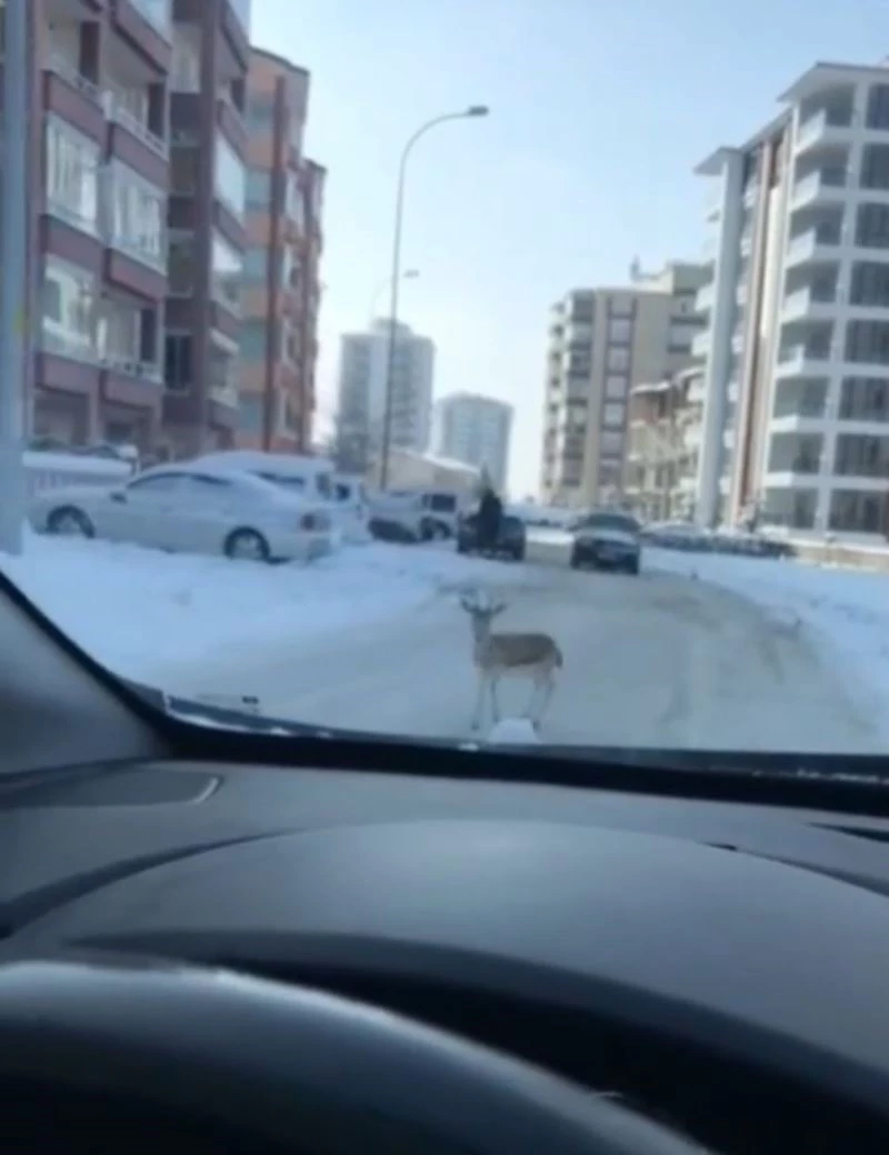 Caddede koşan yavru ceylan görenleri şaşırttı
