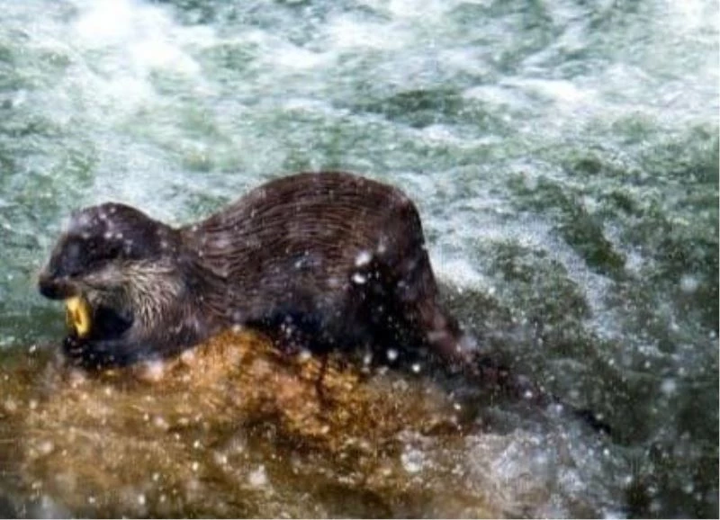 Su samuru ailesi yiyecek ararken objektiflere yakalandı
