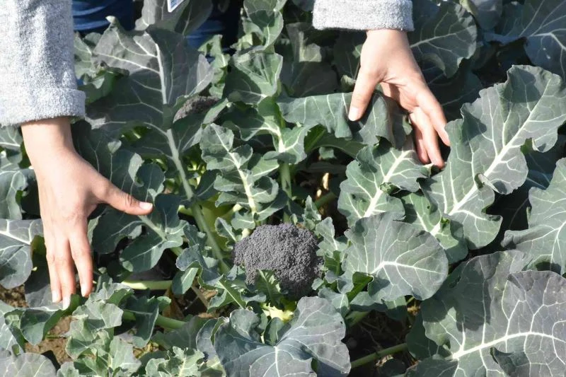 Tarsus Belediyesinin çiftçilere ücretsiz dağıttığı fideler meyve vermeye başladı
