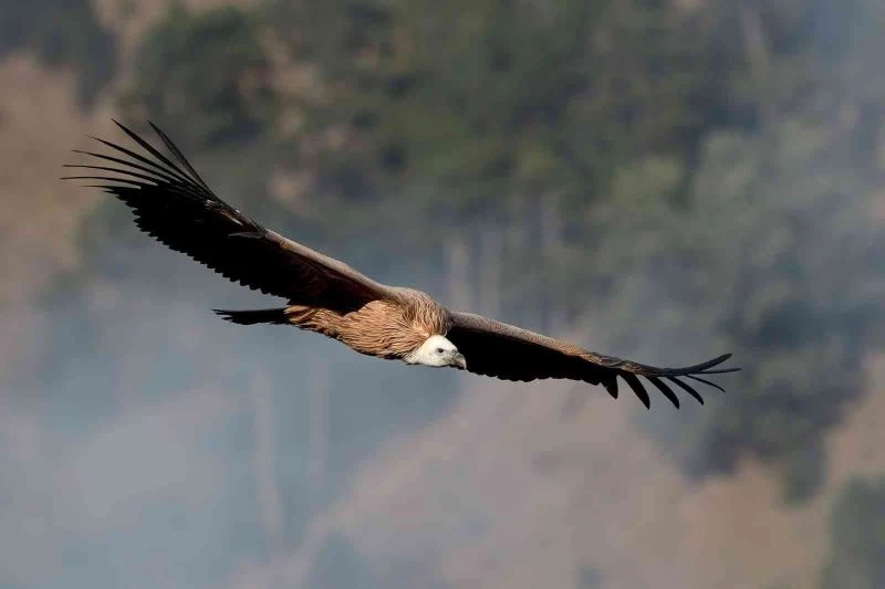 Karahisar Kalesi’nin zirvesinden çekilen kuş fotoğrafları büyük ilgi gördü
