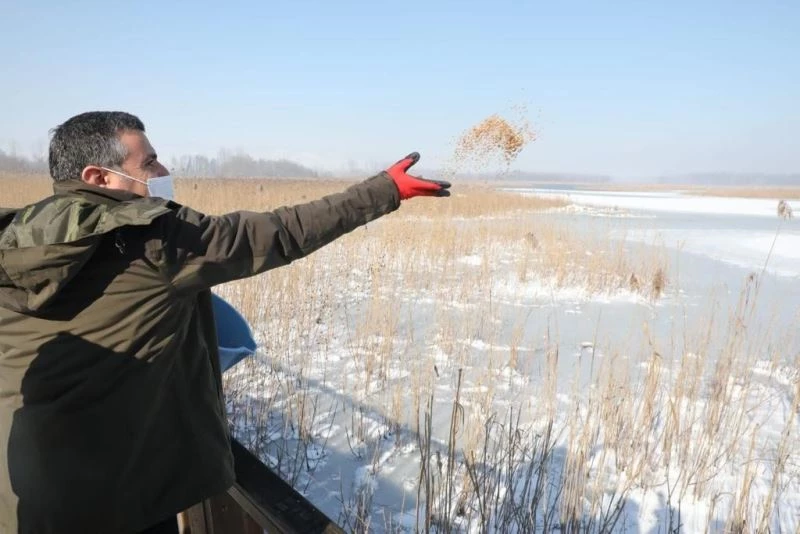 Vali Atay yaban hayatı yemledi
