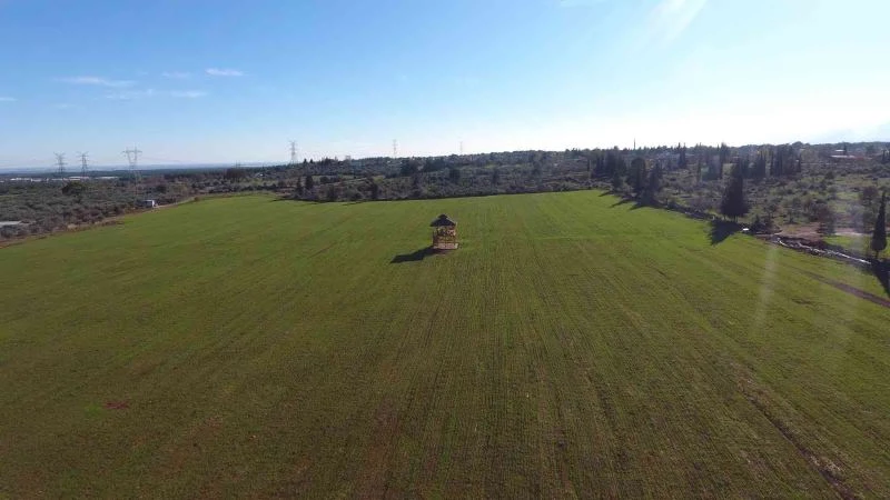 Antalya Orman Çiftliği’nde buğday tohumları filizlendi

