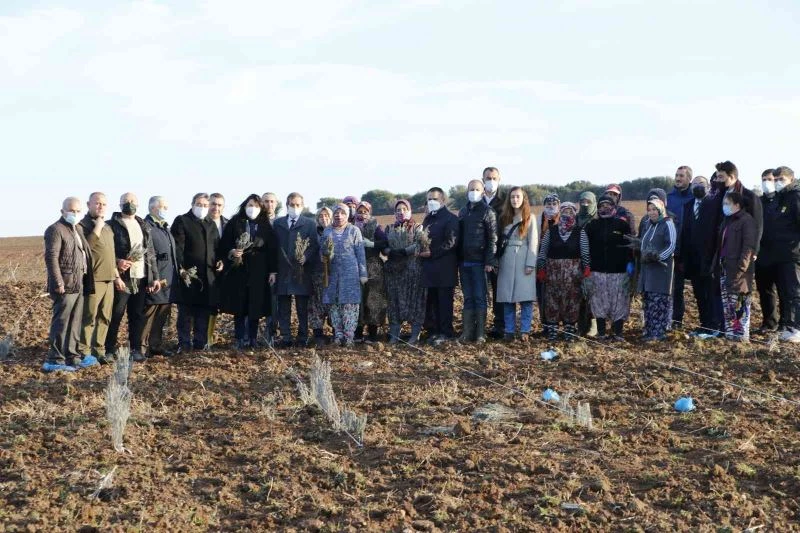 Troya Ören Yeri’ne gelen yerli ve yabancı turistleri lavanta tarlaları karşılayacak
