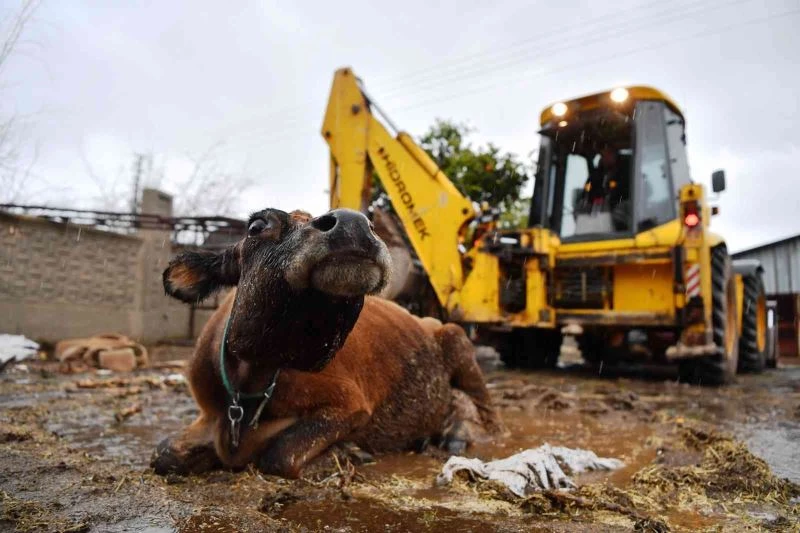 Çöktüğü yerden 3 gündür kalkamayan inek kepçeyle kurtarıldı
