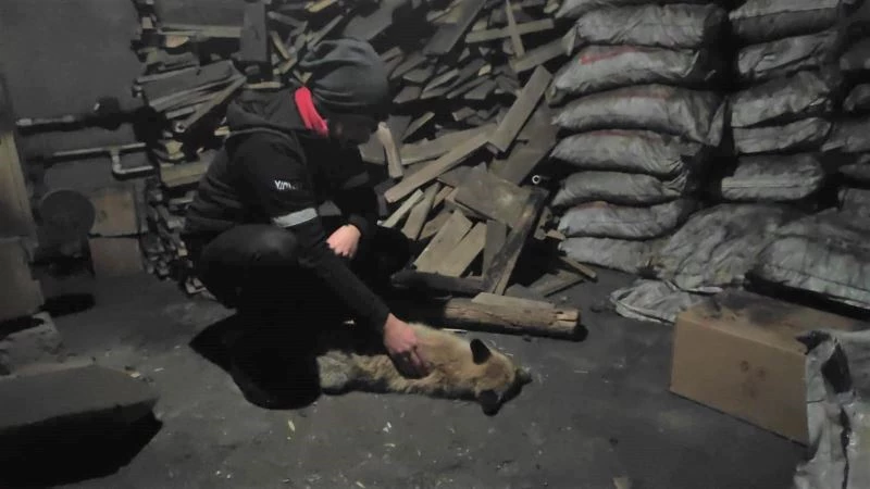 Bingöl’de bitkin halde bulunan tilkiye sahip çıktılar
