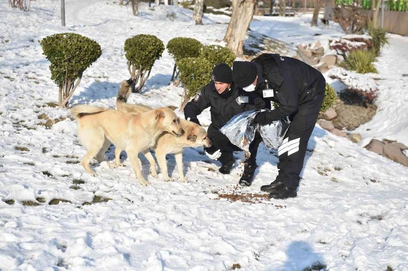ANFA Güvenlik sokak hayvanlarına mama ulaştırıyor
