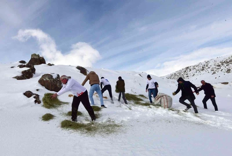 Yaban hayvanları için Süphan Dağı eteklerine yem bırakıldı
