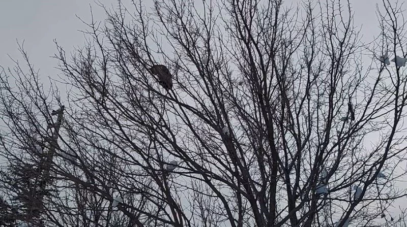 Köpekten kaçıp ağaca çıkan kediyi itfaiye kurtardı
