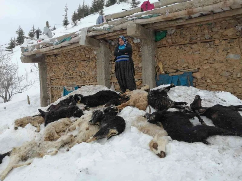 Adana’da besici ailenin 350 küçükbaş hayvanı telef oldu
