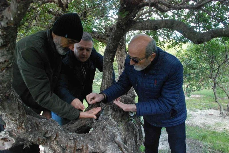 “Çeşme sakızı, ağızda sakız olmasın”
