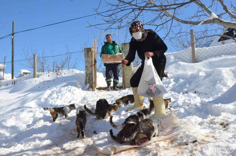 Dondurucu soğukta sokak hayvanları unutulmuyor
