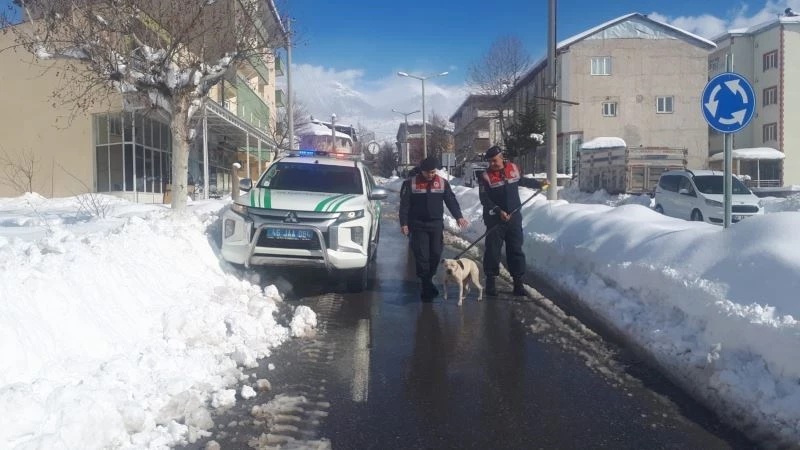 Sokağa terk edilen Pitbull barınağa teslim edildi

