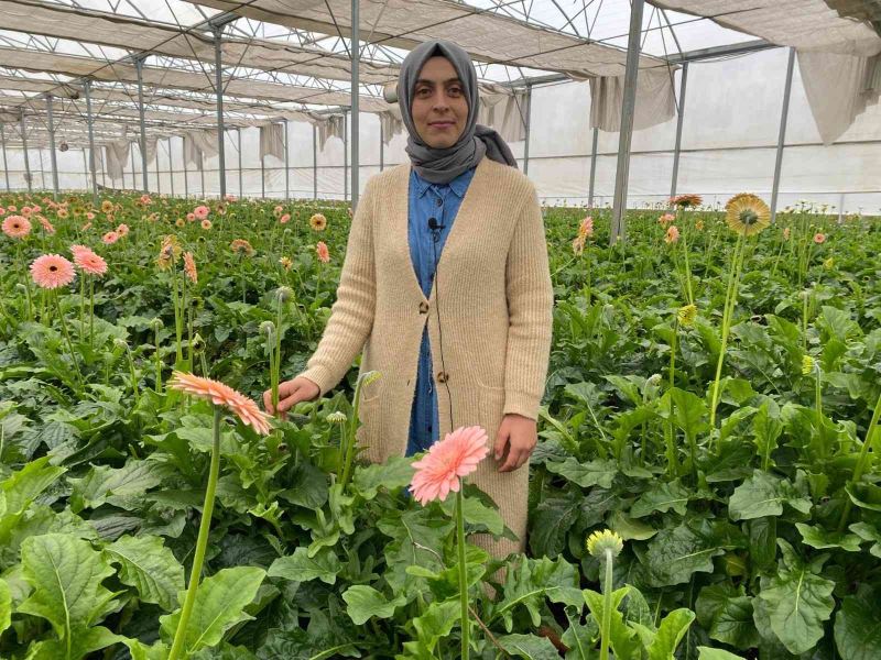 Topraksız serada ürettiği gerbera çiçeğini yurt dışına iki katı fiyata satıyor
