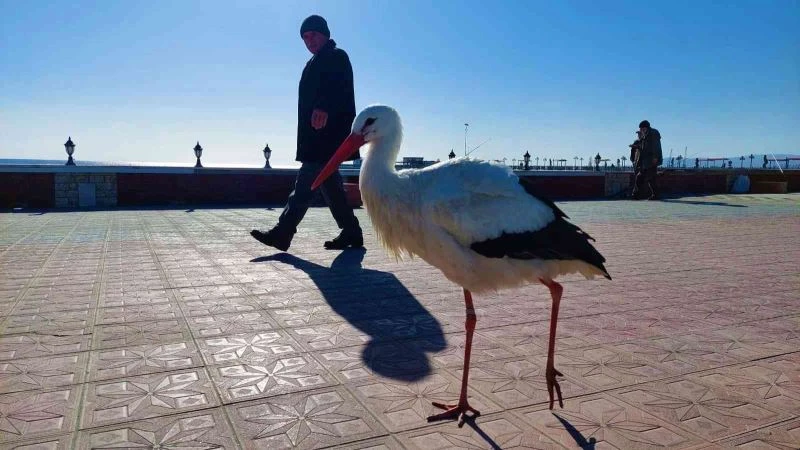 Bu leylek uçmayı unuttu: Her yere yürüyerek gidiyor
