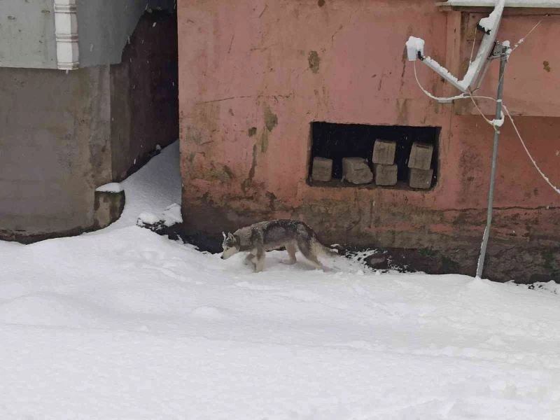 Aç kalan kurt ilçe merkezine indi, görenler telefonuna sarıldı
