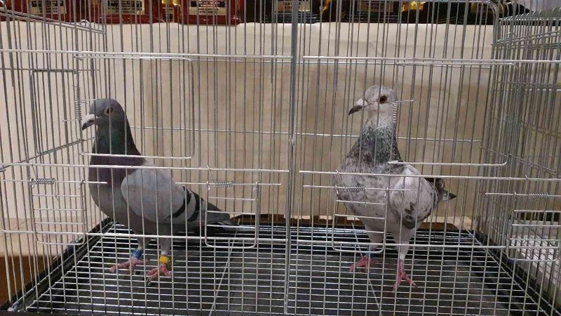 Nazilli’de Posta Güvercini Yarışmaları’nda kupalar sahiplerini buldu
