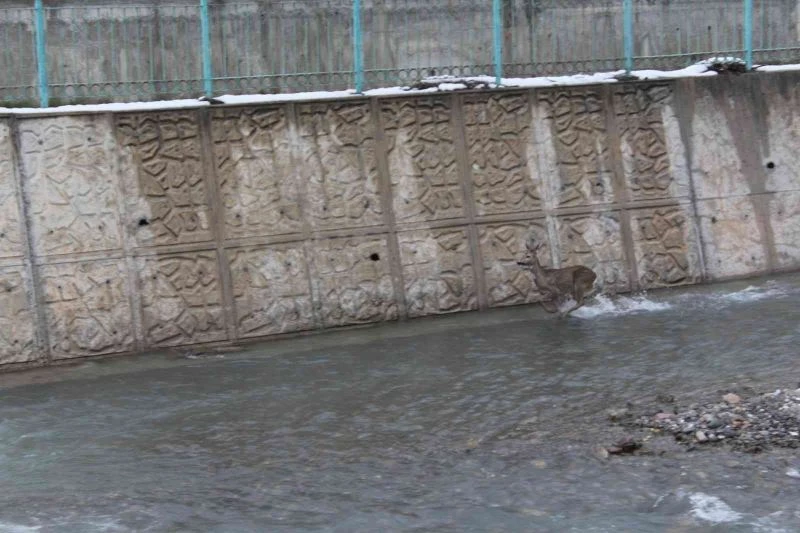 Kar yağışında yolunu kaybeden iki karaca, İnebolu çayına indi
