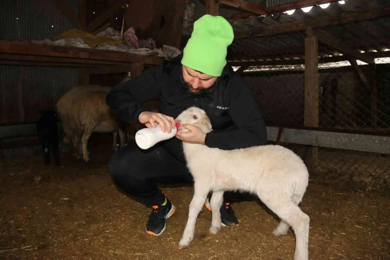 Köpeklerin telef ettiği koyunların öksüz kalan kuzularına biberon ile çocuğu gibi bakıyor
