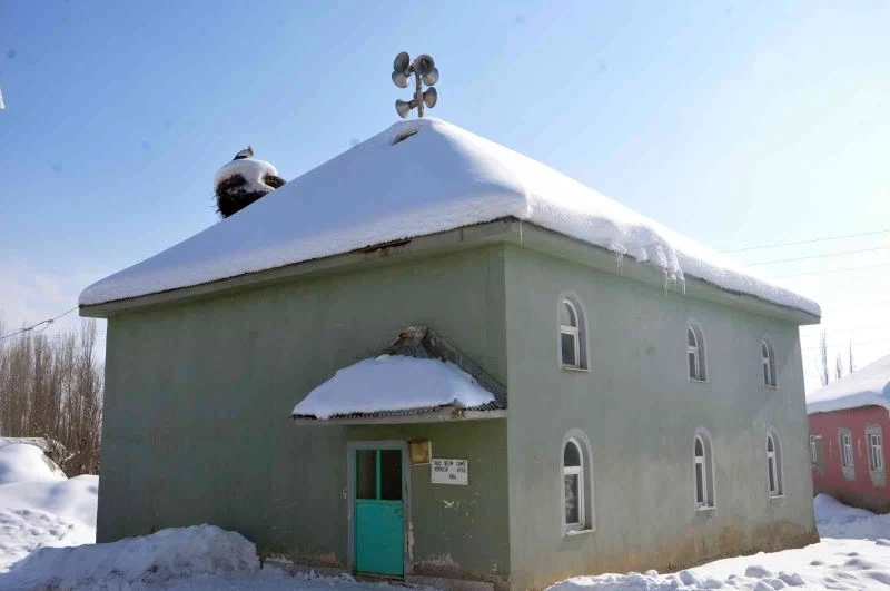 4 yıldır caminin bacasına yaptığı yuvada yaşayan leylek köyün vazgeçilmezi oldu
