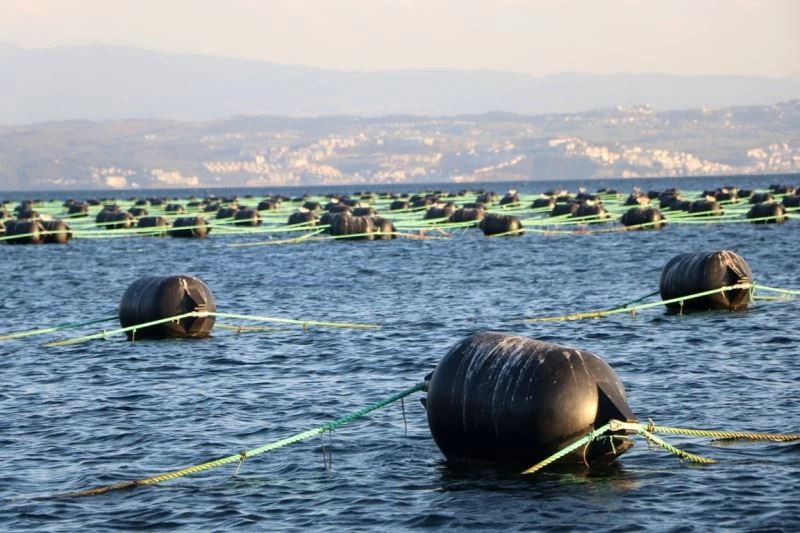 Yalova’da kurulan midye çiftlikleri yılda 126 milyon ciro yapacak
