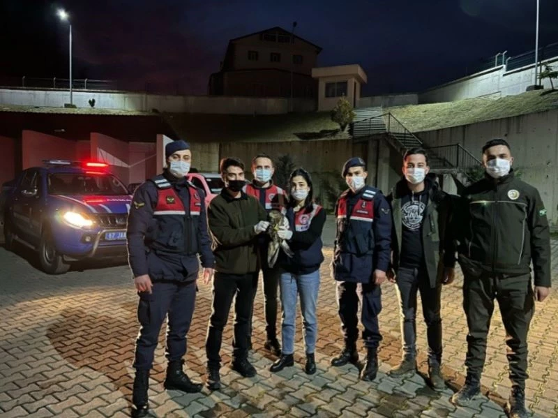 Yaralı şahine jandarma şefkati
