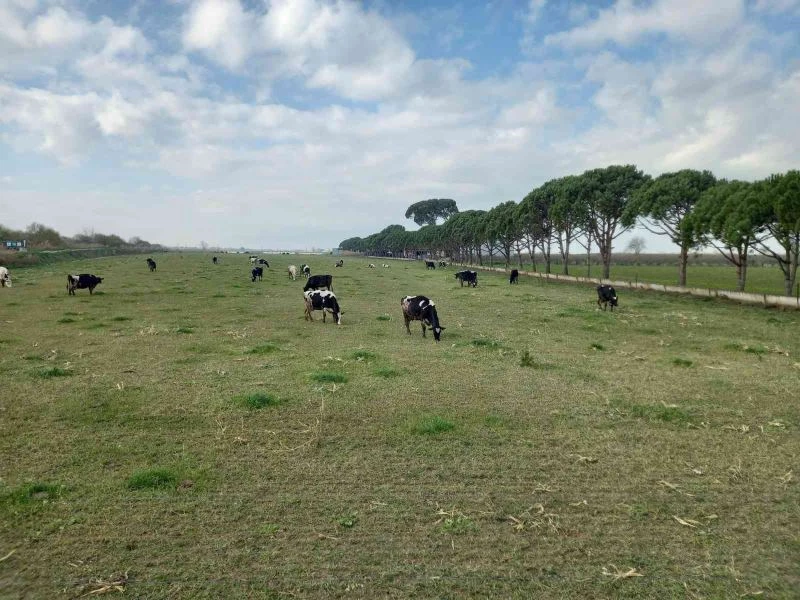 Doğuda kar, Aydın’da bahar
