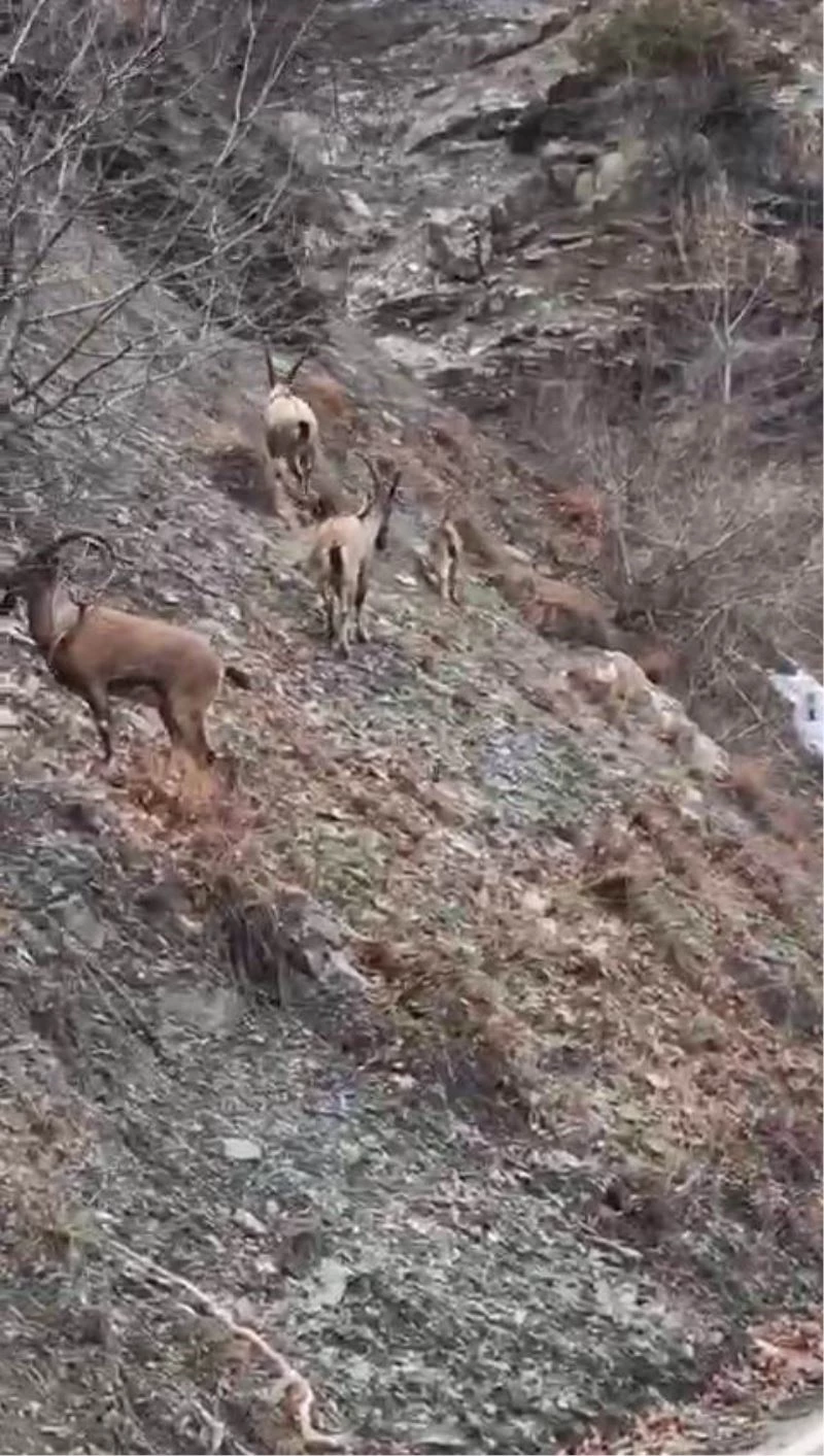 Nesli tükenme tehlikesi altında bulunan dağ keçileri yola indi, vatandaşlar cep telefonlarına sarıldı

