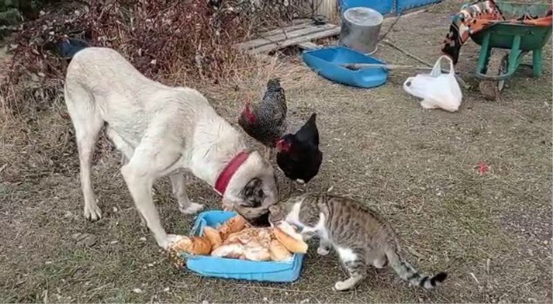 Kangal köpeğinin kediyle dostluğu yürekleri ısıttı
