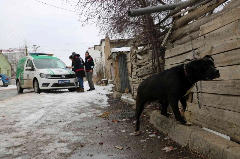 Yasaklı ırk köpek besleyenlere ceza yağdı
