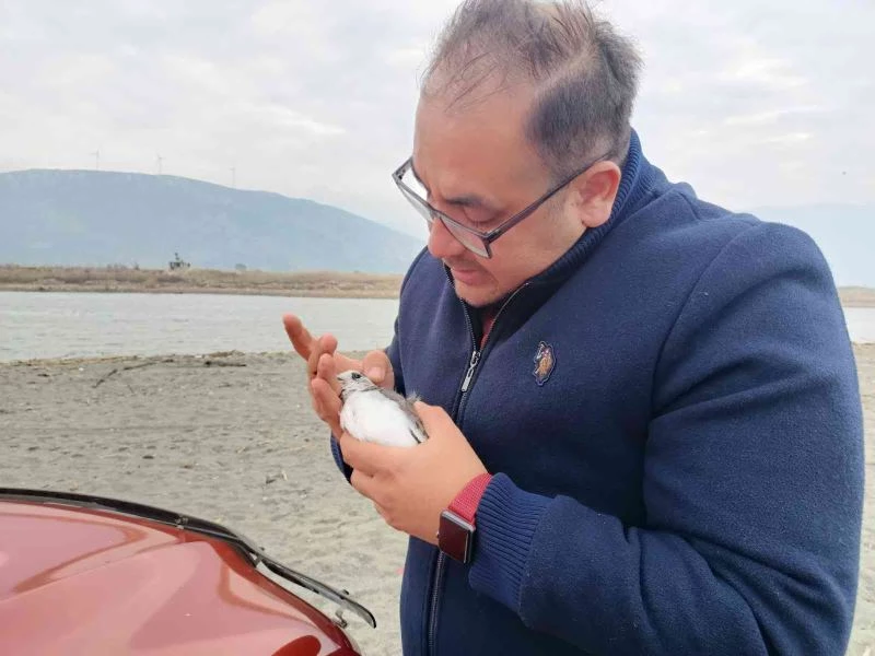 Çatal kuyruklu martı, boynuna takılan plastik cisimden kurtarıldı
