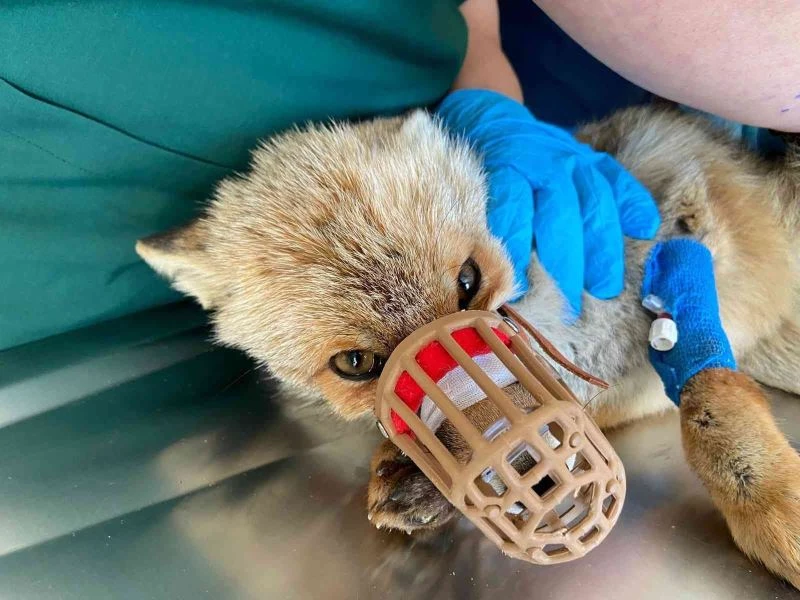 Silahla yaralanan çakal ve tilkinin tedavisi devam ediyor
