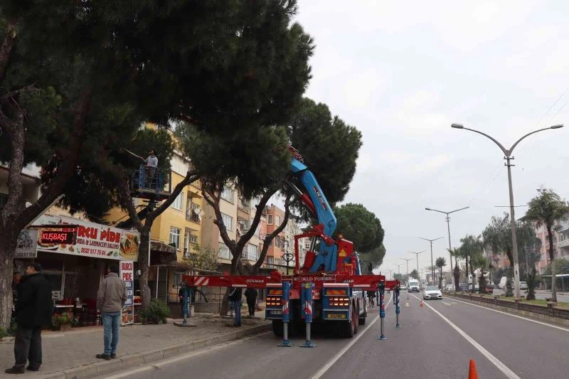 Nazilli’de budanan ağaçlar ihtiyaç sahiplerine yakacak oluyor
