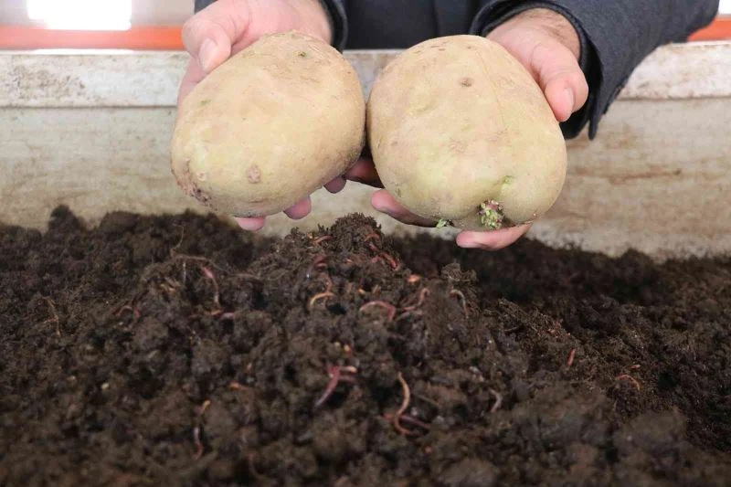 Solucan gübresi rekolte ve kaliteyi yüzde 60 artırdı
