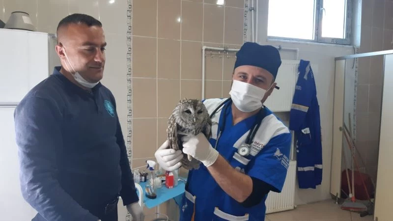 Belediye ekibi yavru baykuşu sağlığına kavuşturdu
