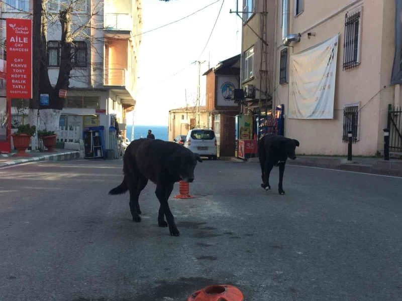 Rumeli Feneri Köyü’ne topluca bırakılan köpekler köylülerin korkulu rüyası haline geldi
