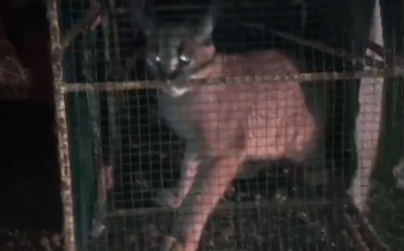 Kümese giren Karakulak, doğa koruma ekiplerini harekete geçirdi
